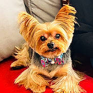 Ripley is registered to the contest to win money with this photo: animal, bow_tie, colorful, companion, couch, cozy, cute, decor, dog, fluffy_fur, fur_texture, furniture, indoor, paw, pet, portrait, red_surface, relaxed, small_dog, yorkshire_terrier