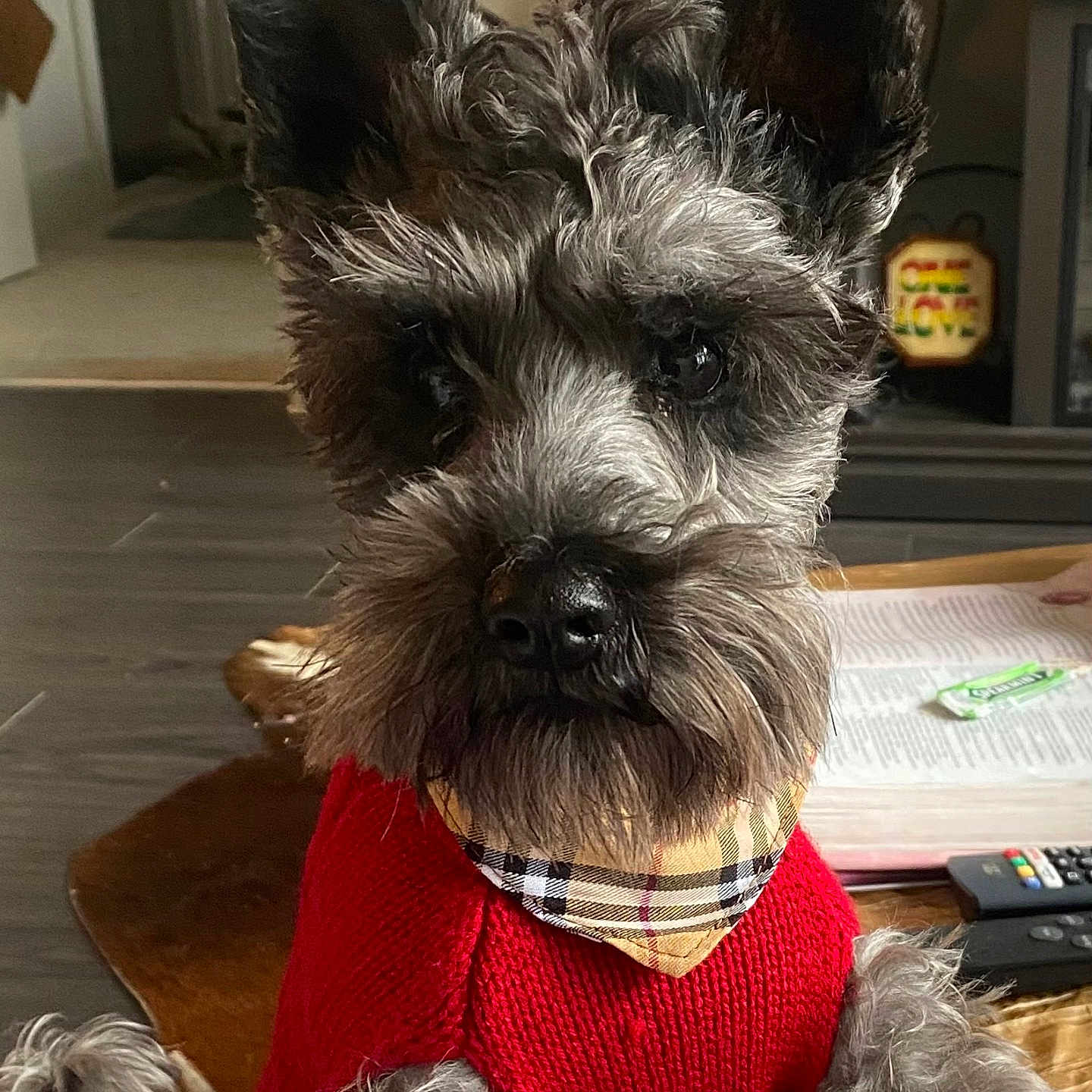 Ralph Maxwell is registered to the contest to win money with this photo: affenpinscher, animal, ball, canine, computerhardware, dog, electronics, football, furniture, hardware, monitor, pet, plant, pottedplant, puppy, screen, soccer, terrier, text, whitedog