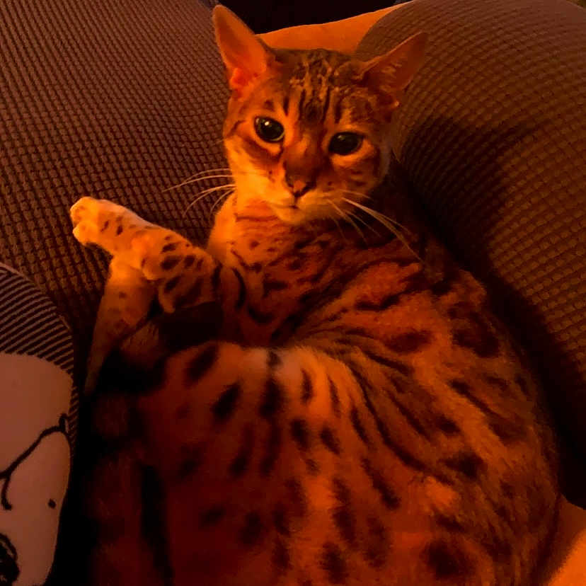 Garfield joined the competition — help win amazing prizes! animal, cat, couch, cozy, curled_up, domestic_cat, ears, feline, fur_pattern, furniture, home, indoor, looking_at_camera, pet, relaxed, resting, spotted_cat, texture, warm_light, whiskers