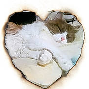 Mr. Snuffleupagus is registered to the contest to win money with this photo: cat, sleeping, fluffy, heart_shape, burnt_paper, white, brown, pink_nose, paw, bed, blanket, cozy, resting, cute, pet, animal, fur, relax, indoor, closeup