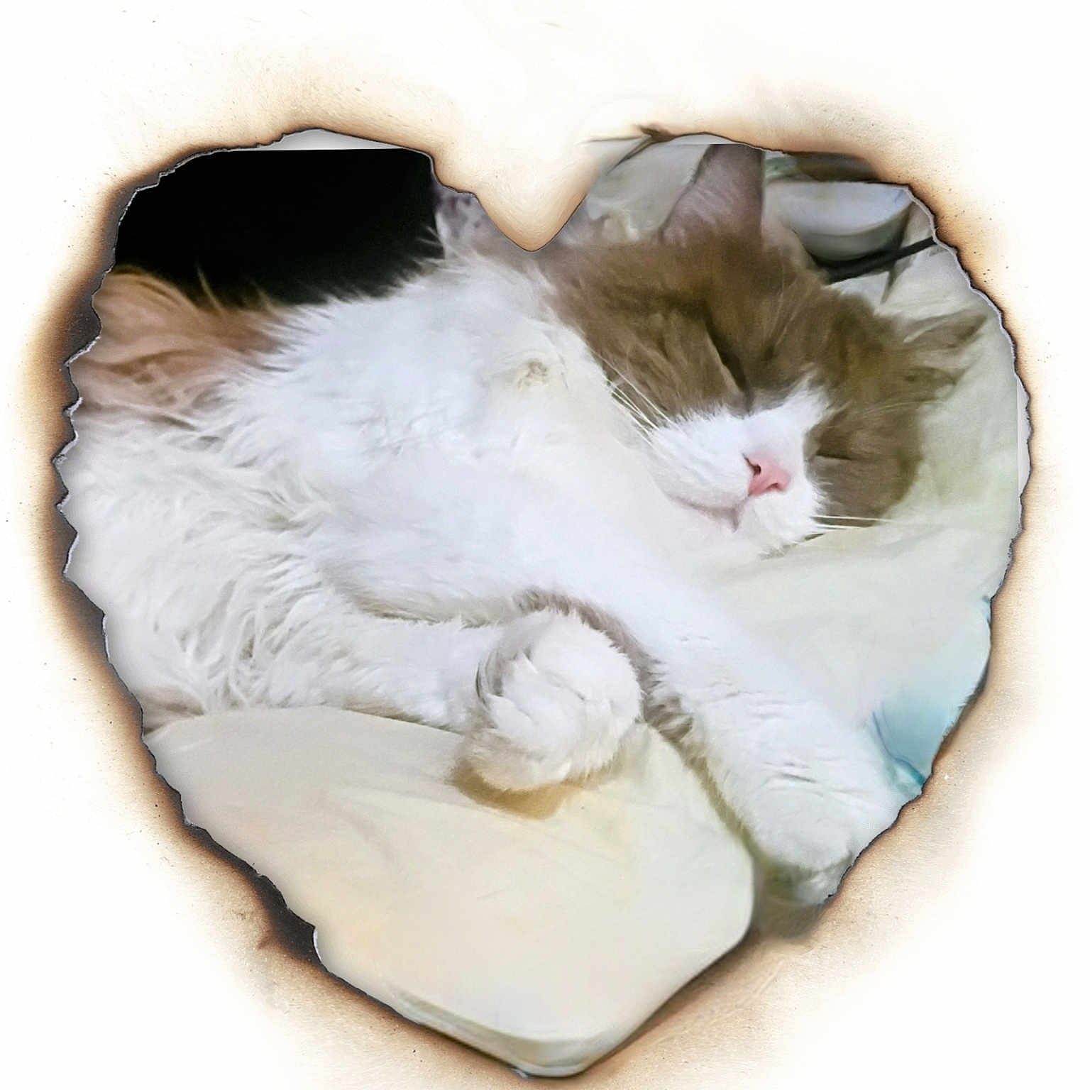 Mr. Snuffleupagus is registered to the contest to win money with this photo: cat, sleeping, fluffy, heart_shape, burnt_paper, white, brown, pink_nose, paw, bed, blanket, cozy, resting, cute, pet, animal, fur, relax, indoor, closeup