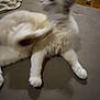 Pepito participe au concours pour gagner de l'argent avec cette photo : cat, blurry, indoor, furniture, couch, pet, animal, motion_blur, soft_surface, white_paws, scratching, feline, living_room, household, blurred_face, relaxed, domestic, fur, four_legs, resting