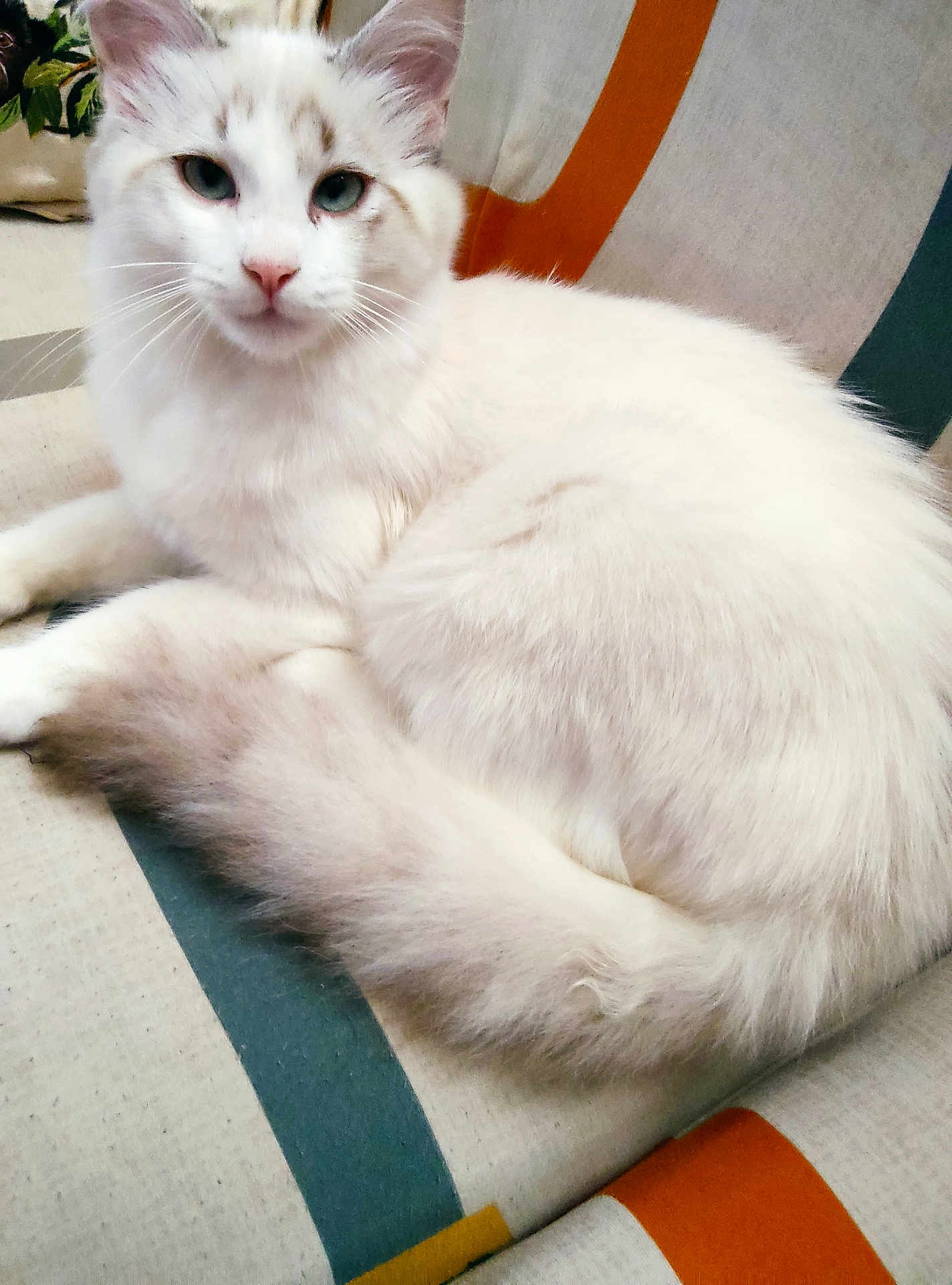 Pepito participe au concours pour gagner de l'argent avec cette photo : cat, white_cat, fluffy, pet, animal, feline, blue_eyes, tail, relaxed, indoor, striped_fabric, resting, cute, whiskers, soft_fur, domestic_cat, close_up, sitting, calm, cozy