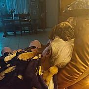 Vénus participe au concours pour gagner de l'argent avec cette photo : adult, animal, architecture, baby, building, canine, couch, dog, electronics, furniture, indoors, lighting, livingroom, male, man, person, pet, puppy, room, screen