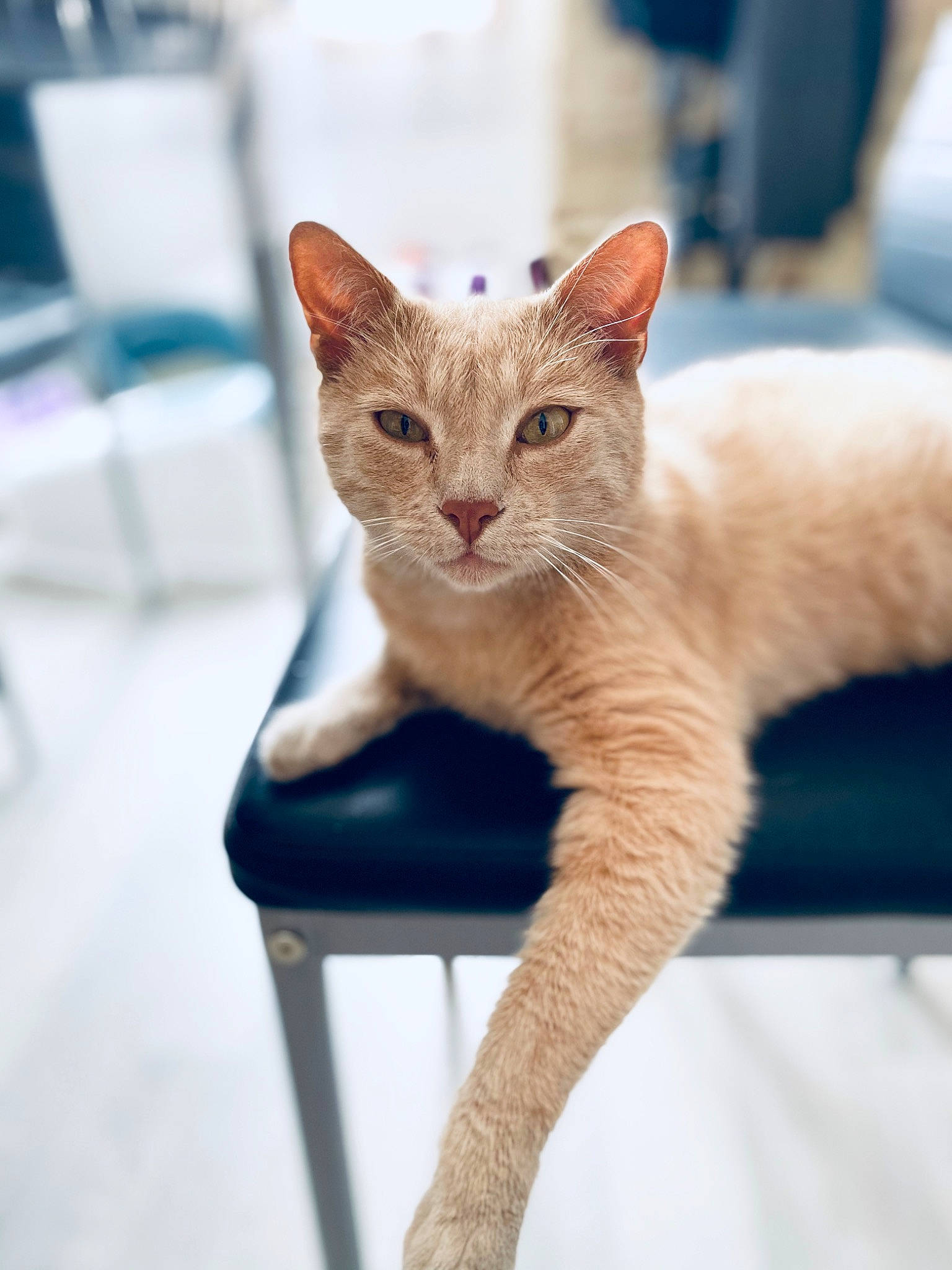 Kenji a rejoint le concours — aidez-le/la à gagner de superbes lots ! aegean_cat, asian, carnivore, cat, chair, colorpoint_shorthair, domestic_short_haired_cat, ear, fawn, felidae, german_rex, kitten, mammal, ojos_azules, sitting, small_to_medium_sized_cats, turkish_angora, vertebrate, whiskers