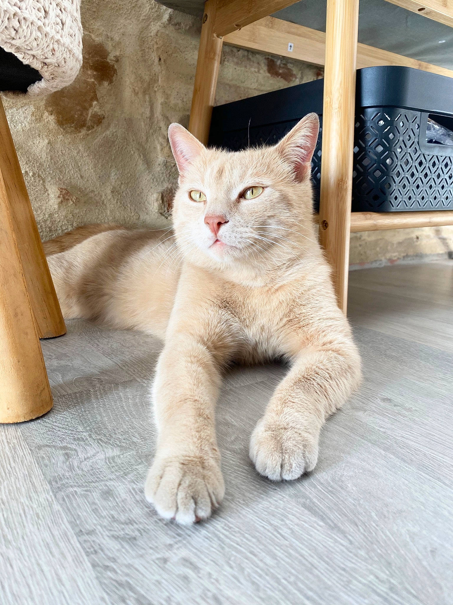 Kenji a rejoint le concours — aidez-le/la à gagner de superbes lots ! asian, british_shorthair, burmilla, carnivore, cat, domestic_short_haired_cat, european_shorthair, fawn, felidae, kitten, mammal, polydactyl_cat, small_to_medium_sized_cats, tabby_cat, whiskers