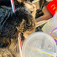 Moon is registered to the contest to win money with this photo: cat, tabby, sleeping, relaxed, fur, whiskers, paws, animal, pet, close_up, portrait, indoor, fast_food, drink, plastic_cup, straw, food, blanket, plaid, casual
