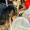 cat, tabby, sleeping, relaxed, fur, whiskers, paws, animal, pet, close_up, portrait, indoor, fast_food, drink, plastic_cup, straw, food, blanket, plaid, casual