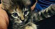 Moon joined the competition — help win amazing prizes! cat, kitten, tabby, fluffy, fur, blue_eyes, pet, animal, cuddling, holding, paw, whiskers, ears, close_up, portrait, indoor, cozy, person, blue_clothing, cute
