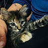 cat, kitten, tabby, fluffy, fur, blue_eyes, pet, animal, cuddling, holding, paw, whiskers, ears, close_up, portrait, indoor, cozy, person, blue_clothing, cute