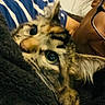 Moon joined the competition — help win amazing prizes! cat, tabby_cat, pet, feline, wide_eyes, whiskers, ears, fur, indoor, portrait, close_up, upside_down, relaxed, cuddling, lap, human, blanket, striped_blanket, cozy, selfie