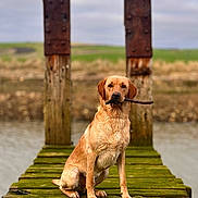 Plato is registered to the contest to win money with this photo: animal, background, daylight, dock, dog, field, golden_retriever, grass, moss, nature, outdoor, pet, private_property, rustic, sign, sitting, stick, water, wet, wood