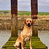 animal, background, daylight, dock, dog, field, golden_retriever, grass, moss, nature, outdoor, pet, private_property, rustic, sign, sitting, stick, water, wet, wood