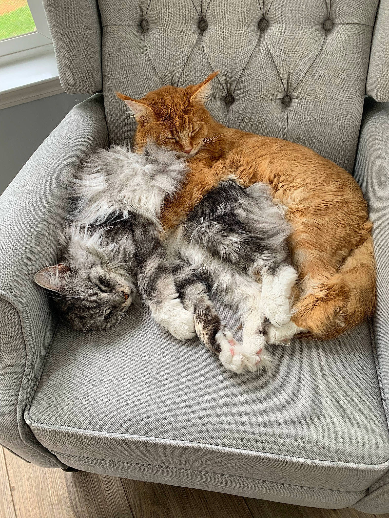 Josephine joined the competition — help win amazing prizes! carnivore, cat, claw, comfort, companion_dog, couch, domestic_short_haired_cat, felidae, fur, grey, living_room, nap, paw, plant, room, sleep, small_to_medium_sized_cats, tail, vehicle, whiskers