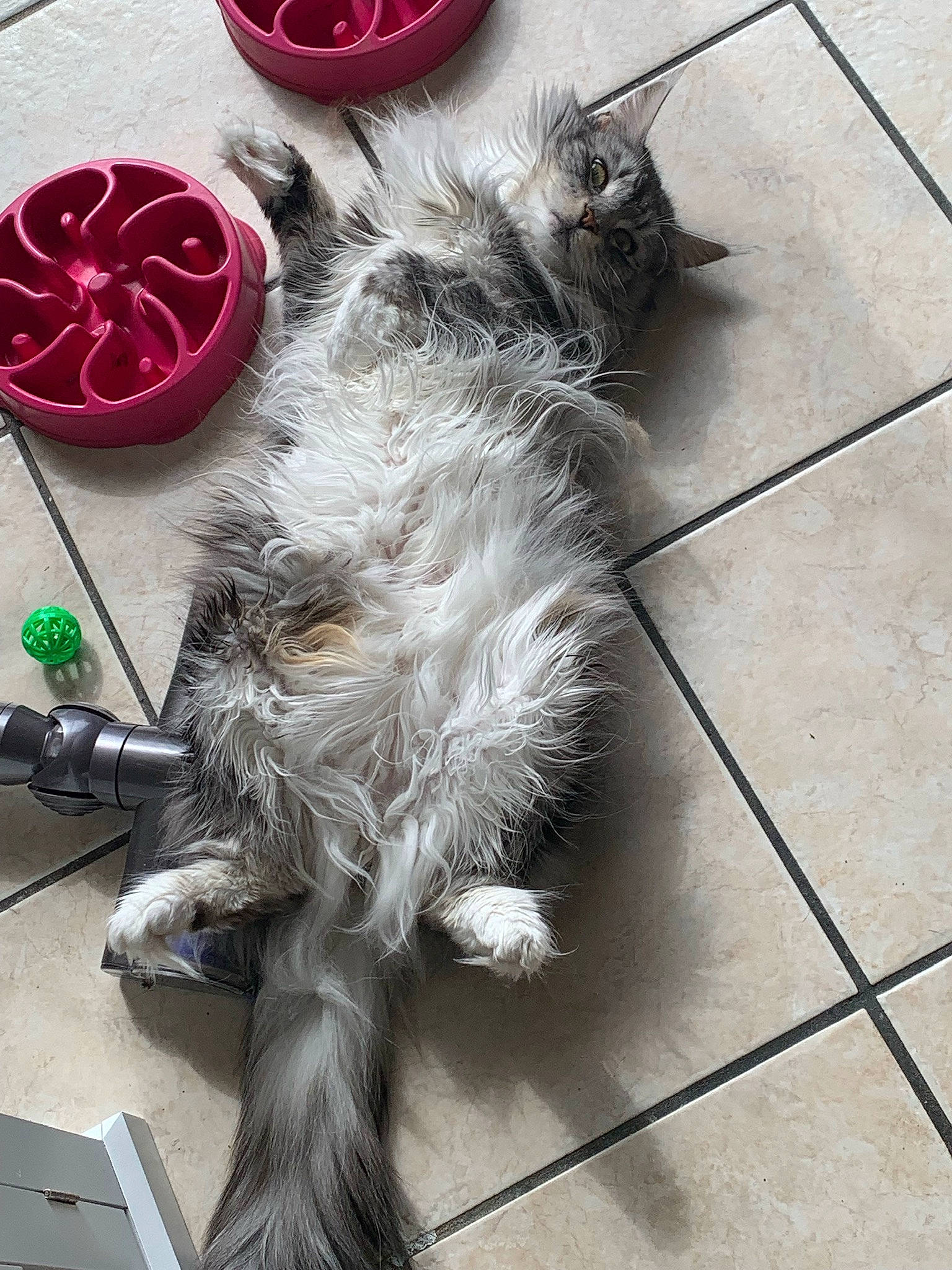 Josephine joined the competition — help win amazing prizes! automotive_tire, carmine, carnivore, cat, claw, dog_breed, felidae, floor, flooring, fur, grey, paw, rim, road_surface, small_to_medium_sized_cats, tail, tile_flooring, tire, wheel, whiskers