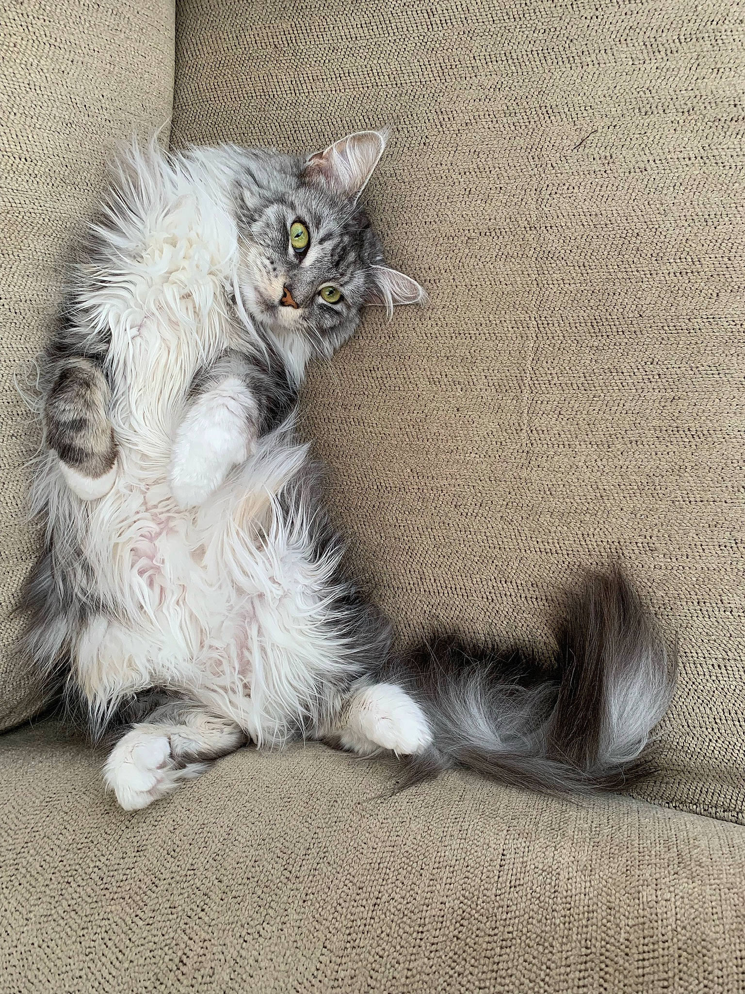 Josephine joined the competition — help win amazing prizes! carnivore, cat, cat_toy, claw, comfort, domestic_short_haired_cat, felidae, foot, fur, grey, paw, sitting, small_to_medium_sized_cats, snout, tail, terrestrial_animal, whiskers