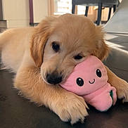Aya participe au concours pour gagner de l'argent avec cette photo : puppy, dog, golden_retriever, plush_toy, pink_toy, floor, indoor, cute, pet, animal, cuddling, soft_light, cozy, closeup, young, fur, adorable, playful, resting, background_blur