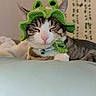Cleo is registered to the contest to win money with this photo: cat, sleeping, hat, green, furry, pet, indoor, cute, cozy, animal, tabby, whiskers, collar, resting, bed, soft, cute_costume, adorable, relaxed, feline