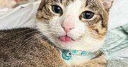 Cleo joined the competition — help win amazing prizes! cat, tabby, tongue_out, collar, bell, bed, blanket, dog, blurred_background, indoor, pet, cute, relaxed, fur, whiskers, closeup, resting, animal, domestic, cozy