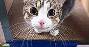 Cleo is registered to the contest to win money with this photo: animal, box, cardboard, cat, close_up, colorful, curious, cute, indoor, looking_up, market, pet, playful, stall, striped, tabby, whiskers, white_paws, wide_eyes, wooden_floor