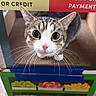 Cleo is registered to the contest to win money with this photo: cat, animal, pet, whiskers, cardboard, box, colorful, market, stall, wooden_floor, curious, close_up, indoor, playful, cute, tabby, striped, white_paws, wide_eyes, looking_up