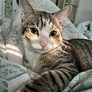 Cleo is registered to the contest to win money with this photo: cat, tabby, pet, animal, close_up, whiskers, bedspread, indoor, feline, cute, sleepy, resting, fur, ears, eyes, pink_nose, striped, soft_light, cozy, domestic