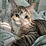cat, tabby, pet, animal, close_up, whiskers, bedspread, indoor, feline, cute, sleepy, resting, fur, ears, eyes, pink_nose, striped, soft_light, cozy, domestic