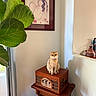 cat, scottish_fold, vintage_radio, wooden_furniture, plant, large_leaves, curtain, framed_art, decorative_vase, indoor, cozy, pet, animal, furniture, flooring, window, light, shadow, room, relaxing