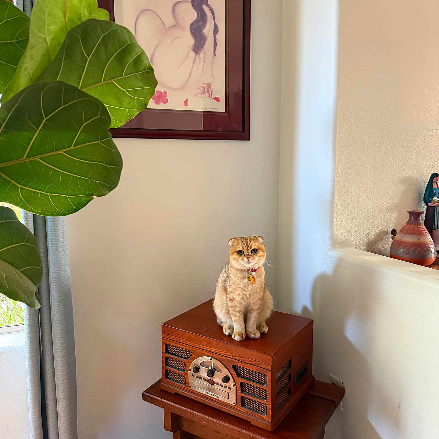 Sir Mango is registered to the contest to win money with this photo: cat, scottish_fold, vintage_radio, wooden_furniture, plant, large_leaves, curtain, framed_art, decorative_vase, indoor, cozy, pet, animal, furniture, flooring, window, light, shadow, room, relaxing