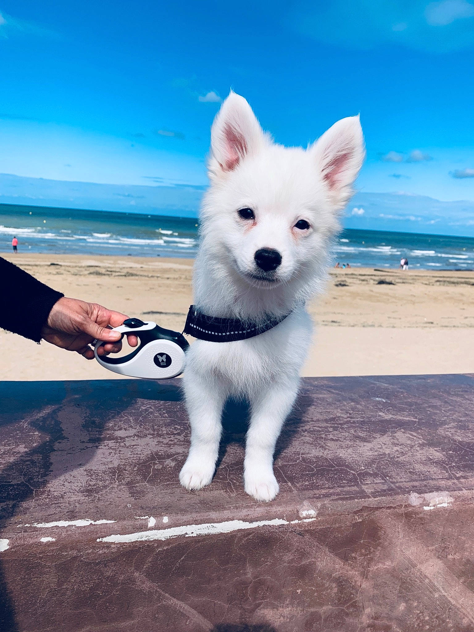 Pitch participe au concours pour gagner de l'argent avec cette photo : berger_blanc_suisse, canadian_eskimo_dog, canidae, carnivore, dog, dog_breed, greenland_dog, japanese_spitz, kintamani, mammal, non_sporting_group, ocean, puppy, rare_breed_dog, sakhalin_husky, samoyed, siberian_husky, sky, vertebrate, white_shepherd