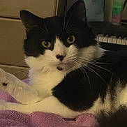 Ace joined the competition — help win amazing prizes! cat, black_and_white_cat, pet, whiskers, yellow_eyes, blanket, purple_blanket, paw, portrait, close_up, indoor, furniture, dresser, keyboard, bag, bottle, fur, cozy, staring, relaxed