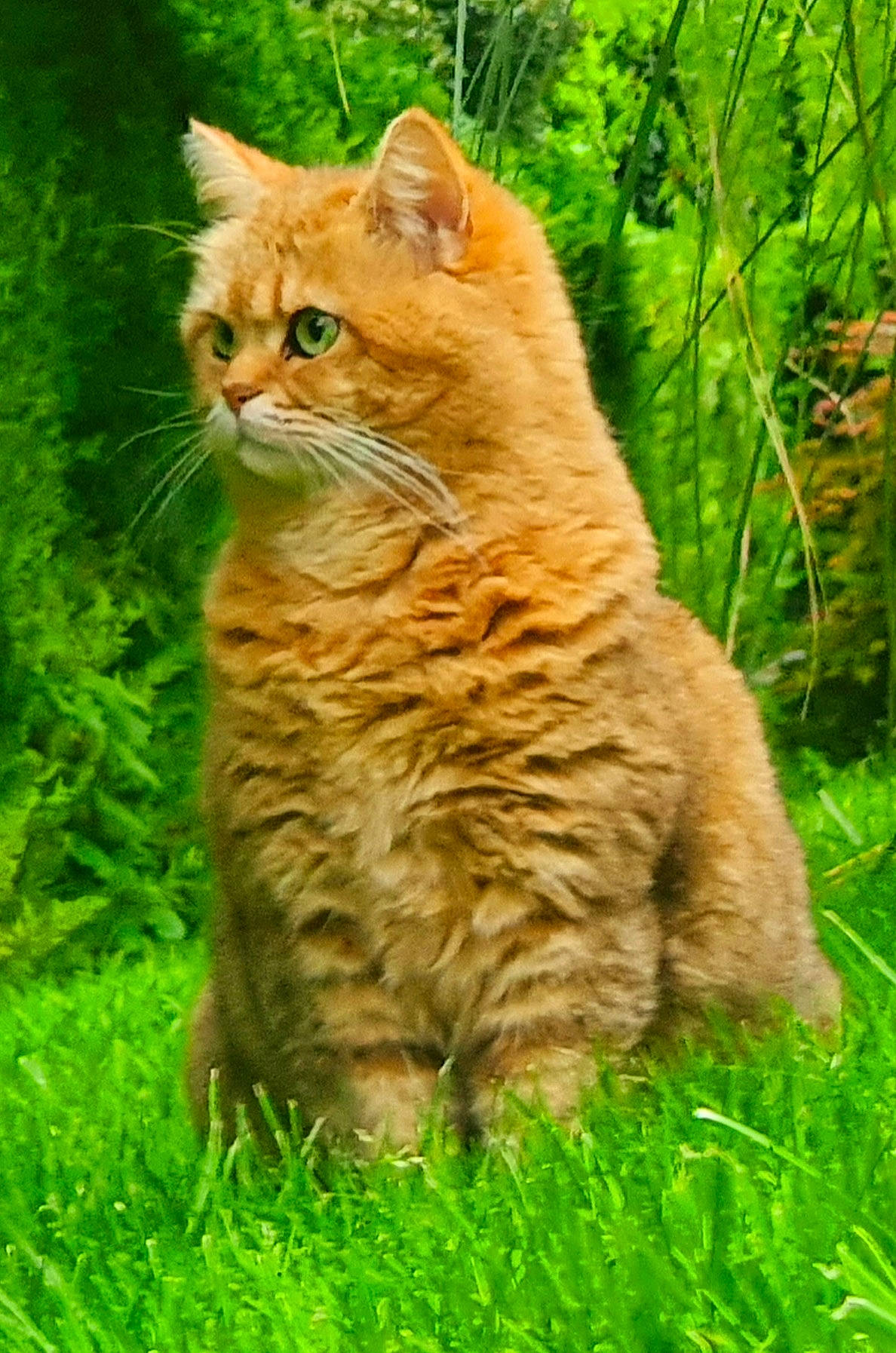 Mylan a rejoint le concours — aidez-le/la à gagner de superbes lots ! carnivore, cat, domestic_short_haired_cat, fawn, felidae, fur, grass, grassland, groundcover, natural_landscape, plant, small_to_medium_sized_cats, snout, tail, terrestrial_animal, terrestrial_plant, tree, trunk, whiskers, wood