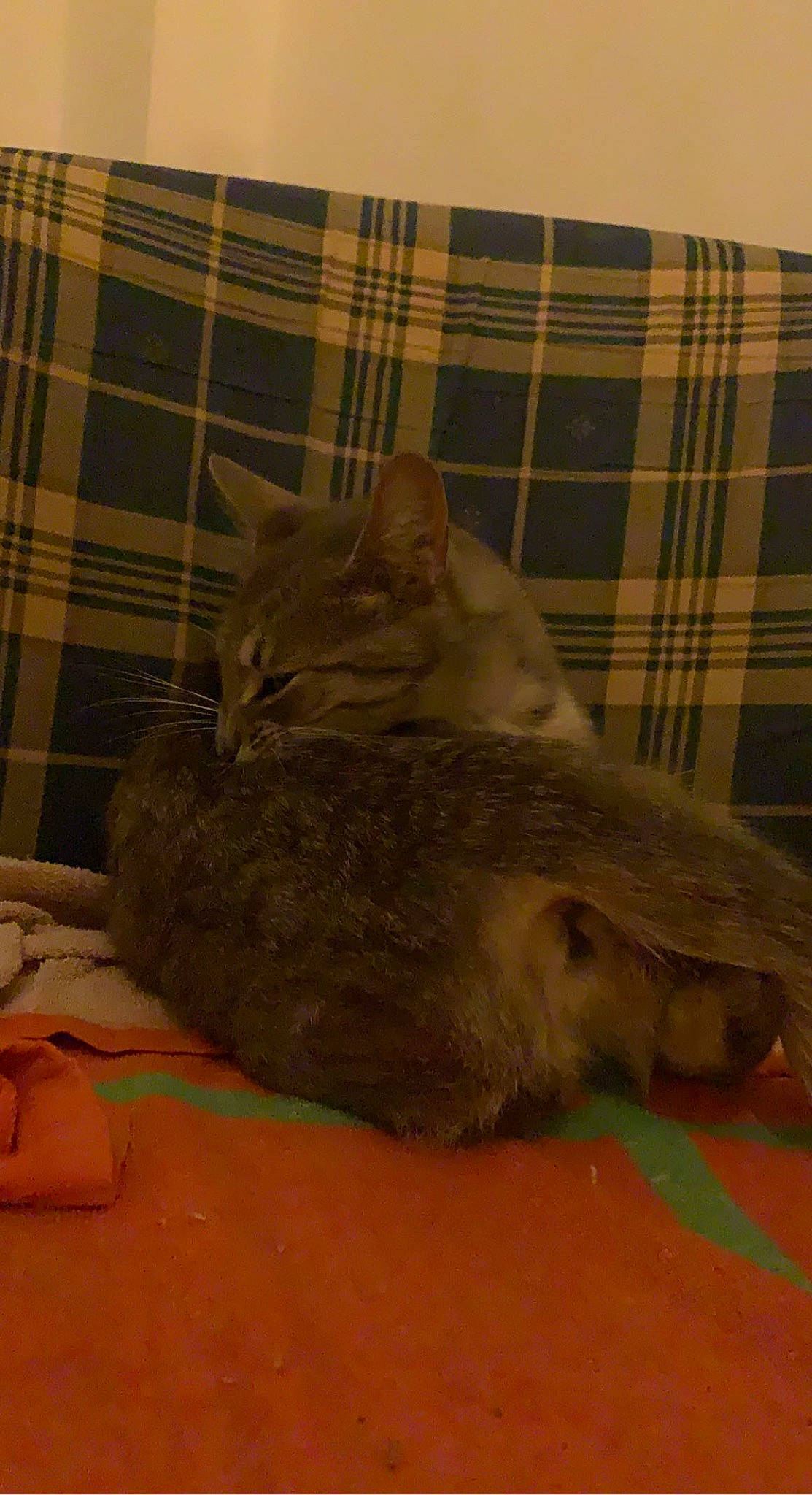 Scarlette participe au concours pour gagner de l'argent avec cette photo : bed, canidae, carnivore, cat, comfort, domestic_short_haired_cat, fawn, felidae, fur, grey, nap, paw, sleep, small_to_medium_sized_cats, snout, tail, tartan, terrestrial_animal, whiskers, wood