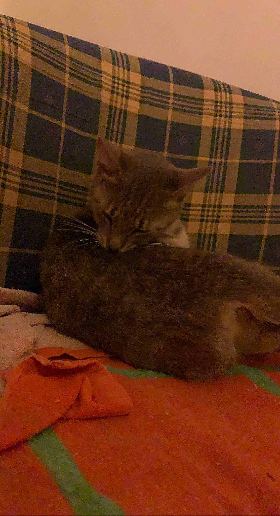 Scarlette a rejoint le concours — aidez-le/la à gagner de superbes lots ! carnivore, cat, cat_supply, comfort, couch, domestic_short_haired_cat, fawn, felidae, flooring, fur, grey, linens, pattern, plaid, room, small_to_medium_sized_cats, tail, tartan, whiskers, wood