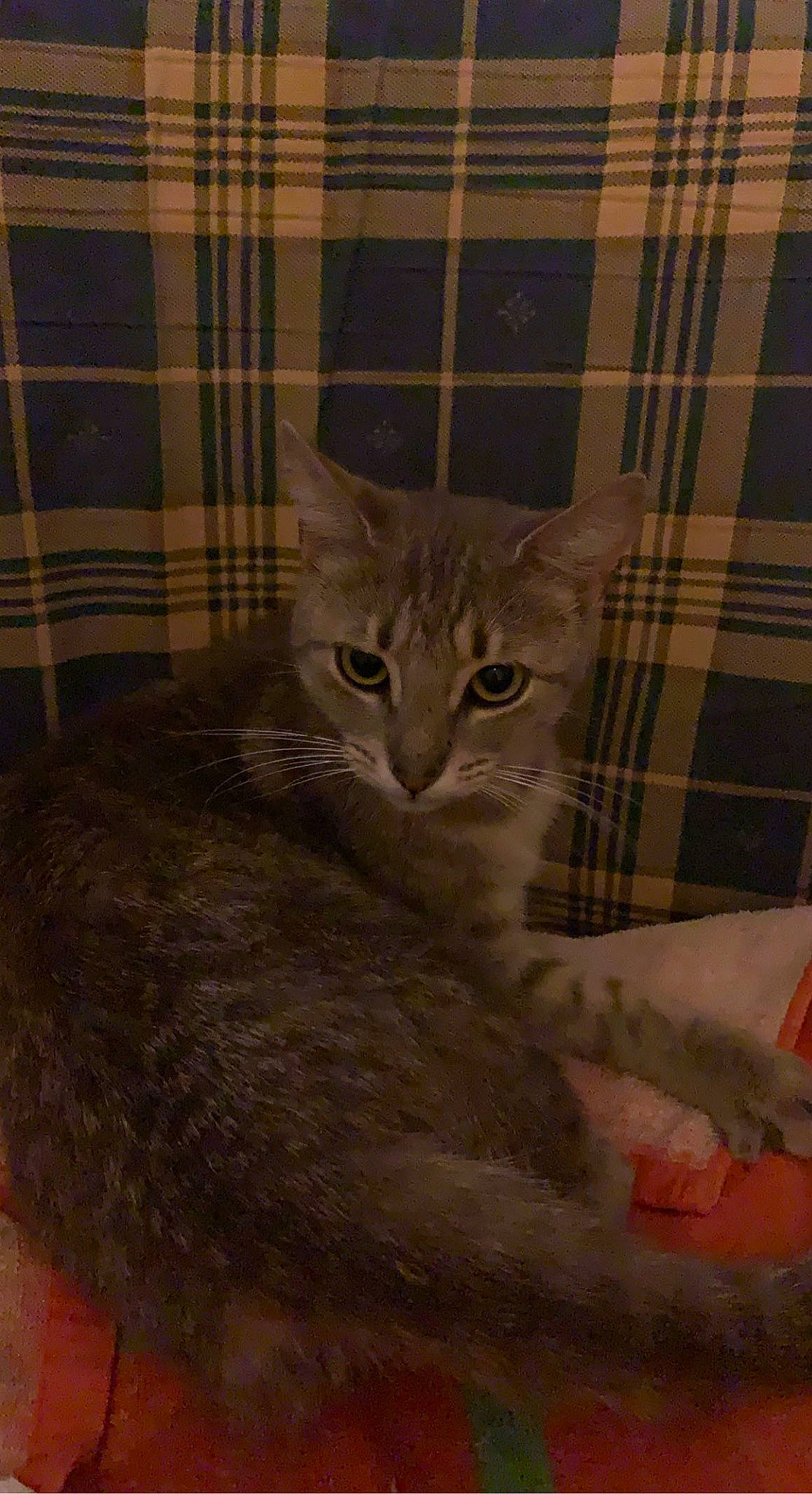 Scarlette participe au concours pour gagner de l'argent avec cette photo : box, carnivore, cat, cat_supply, claw, comfort, domestic_short_haired_cat, fawn, felidae, fur, grey, pattern, paw, plaid, small_to_medium_sized_cats, snout, tail, tartan, terrestrial_animal, whiskers