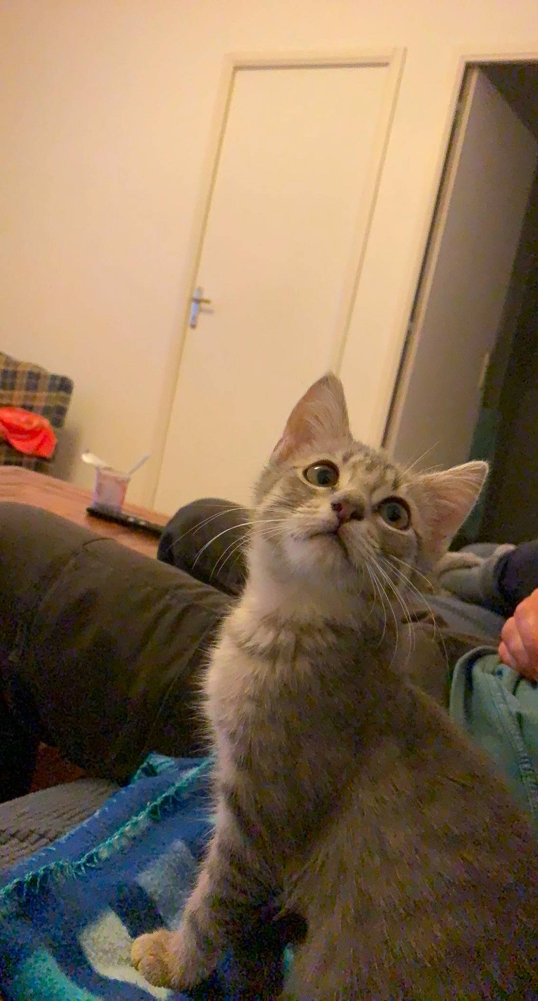 Scarlette participe au concours pour gagner de l'argent avec cette photo : carnivore, cat, claw, comfort, domestic_short_haired_cat, door, fawn, felidae, flooring, fur, hardwood, paw, sitting, small_to_medium_sized_cats, tail, terrestrial_animal, whiskers, wood