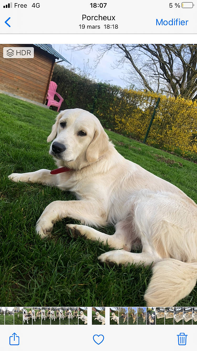 Ulya a rejoint le concours — aidez-le/la à gagner de superbes lots ! canidae, carnivore, companion_dog, dog, dog_breed, font, grass, labrador_retriever, photo_caption, plant, sky, sporting_group, tail, terrestrial_animal, tree, working_dog
