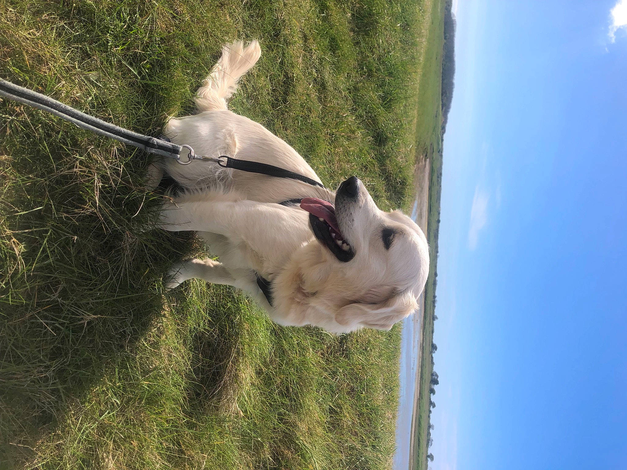 Ulya participe au concours pour gagner de l'argent avec cette photo : adventure, canidae, carnivore, cloud, collar, companion_dog, dog, dog_breed, dog_collar, fawn, grass, plant, recreation, sky, snout, sporting_group, stallion, tail, water, working_animal