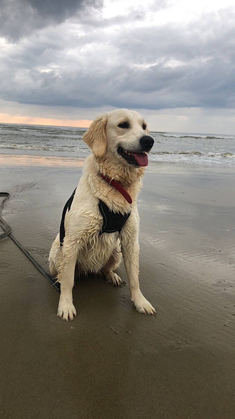 Ulya participe au concours pour gagner de l'argent avec cette photo : beach, canidae, carnivore, cloud, coast, collar, companion_dog, dog, dog_breed, lake, liquid, ocean, sand, sky, snout, sporting_group, tail, water, wave, wind_wave