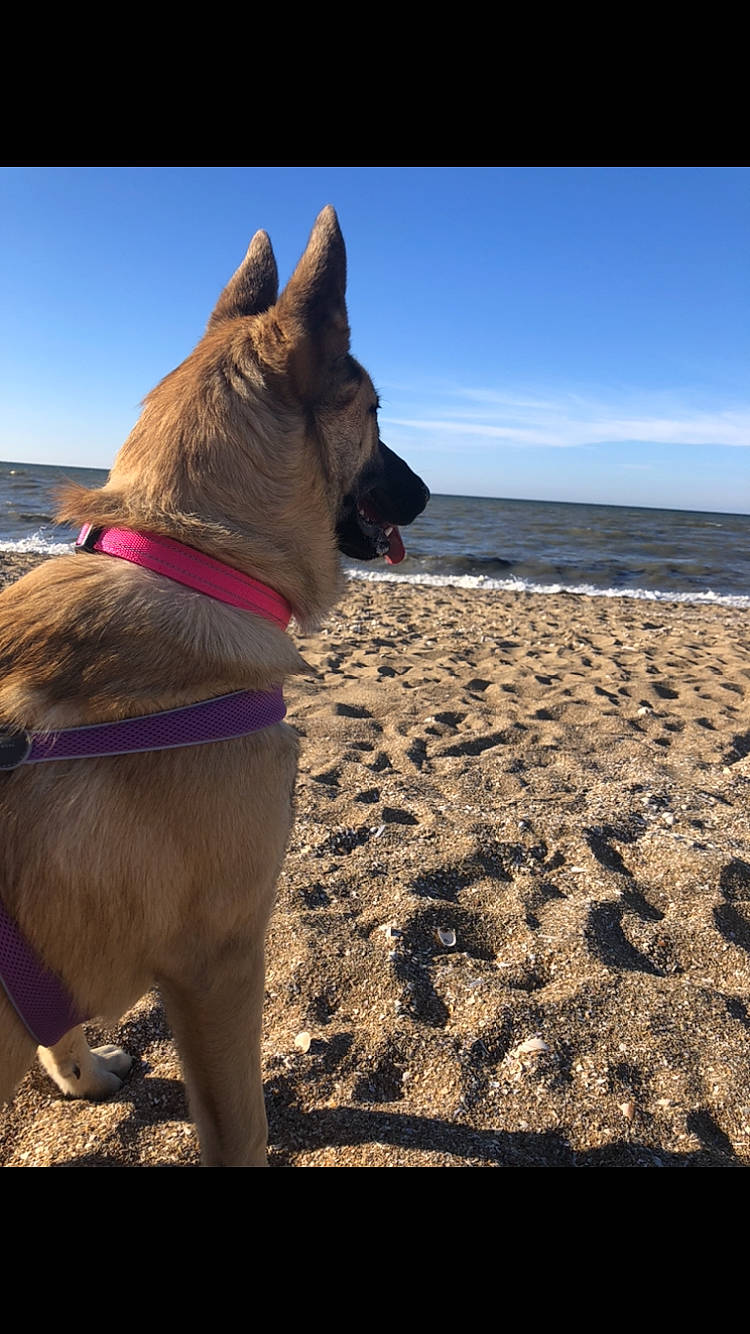 Thalys participe au concours pour gagner de l'argent avec cette photo : beach, canidae, carnivore, cloud, collar, companion_dog, dog, dog_breed, dog_collar, electric_blue, fashion_accessory, fawn, leash, sand, shadow, sky, snout, sporting_group, water, working_animal