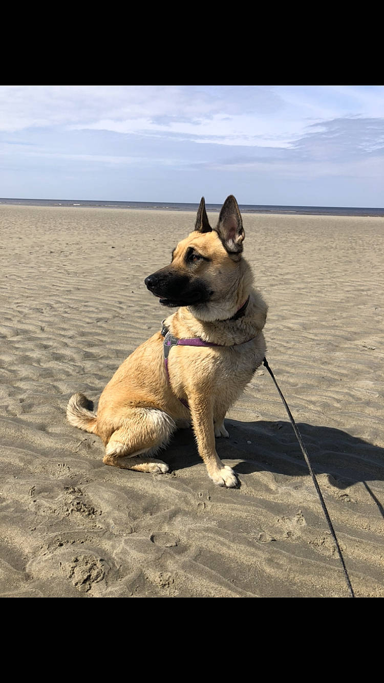 Thalys a rejoint le concours — aidez-le/la à gagner de superbes lots ! beach, canidae, carnivore, cloud, collar, companion_dog, dog, dog_breed, dog_collar, fawn, landscape, ocean, pet_supply, sky, snout, sporting_group, tail, terrestrial_animal, working_animal, working_dog