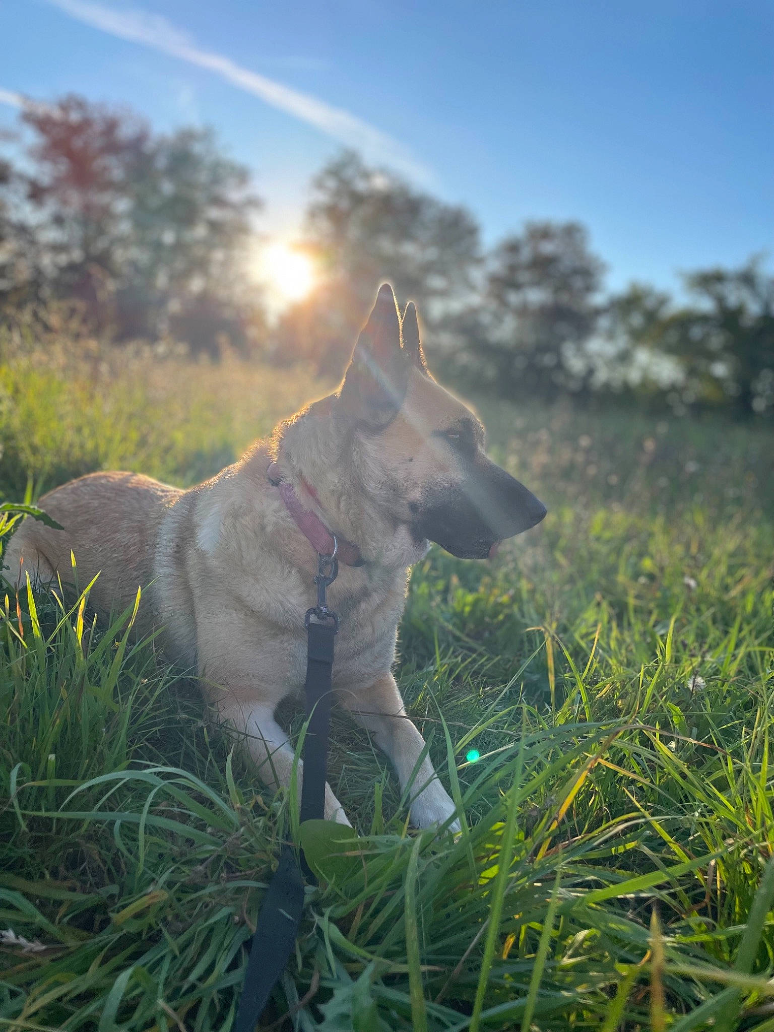 Thalys participe au concours pour gagner de l'argent avec cette photo : carnivore, cloud, collar, companion_dog, dog, dog_breed, fawn, flower, grass, grassland, landscape, meadow, people_in_nature, plant, sky, sunlight, tree, vertebrate, wilderness, working_animal