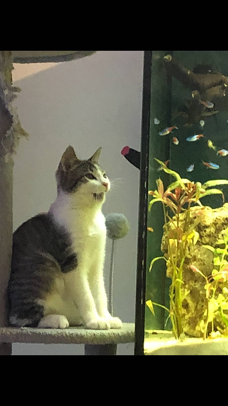 Salva participe au concours pour gagner de l'argent avec cette photo : aquatic_plant, carnivore, cat, domestic_short_haired_cat, fawn, felidae, fur, grass, herb, paw, pet_supply, plant, rectangle, small_to_medium_sized_cats, snout, tail, tints_and_shades, whiskers, window, wood