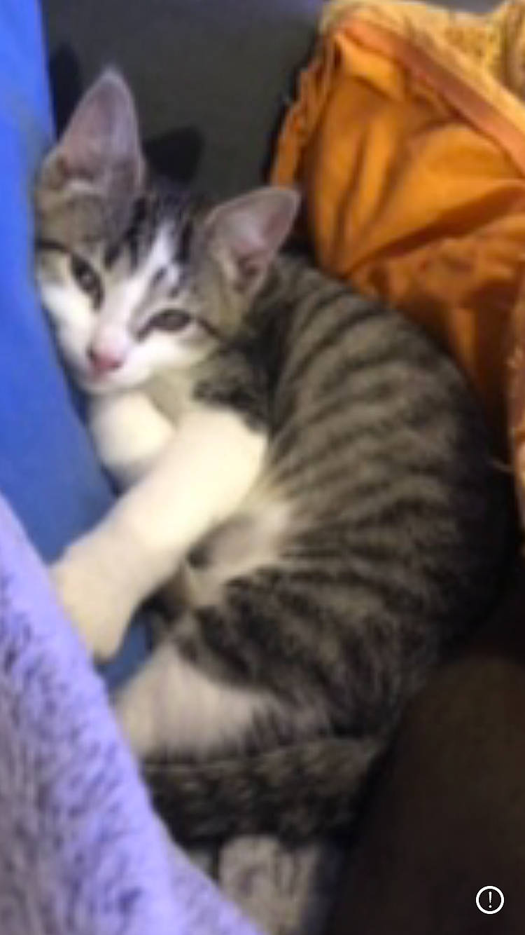 Salva participe au concours pour gagner de l'argent avec cette photo : carnivore, cat, claw, comfort, domestic_short_haired_cat, eye, felidae, fur, jaw, paw, sitting, small_to_medium_sized_cats, snout, whiskers