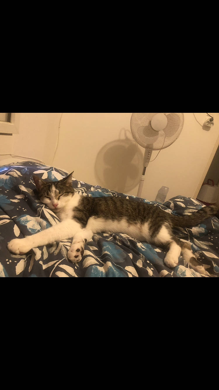 Salva a rejoint le concours — aidez-le/la à gagner de superbes lots ! carnivore, cat, cg_artwork, comfort, darkness, domestic_short_haired_cat, feather, felidae, fictional_character, fur, jaw, linens, metal, pattern, room, small_to_medium_sized_cats, tableware, tail, whiskers, wing