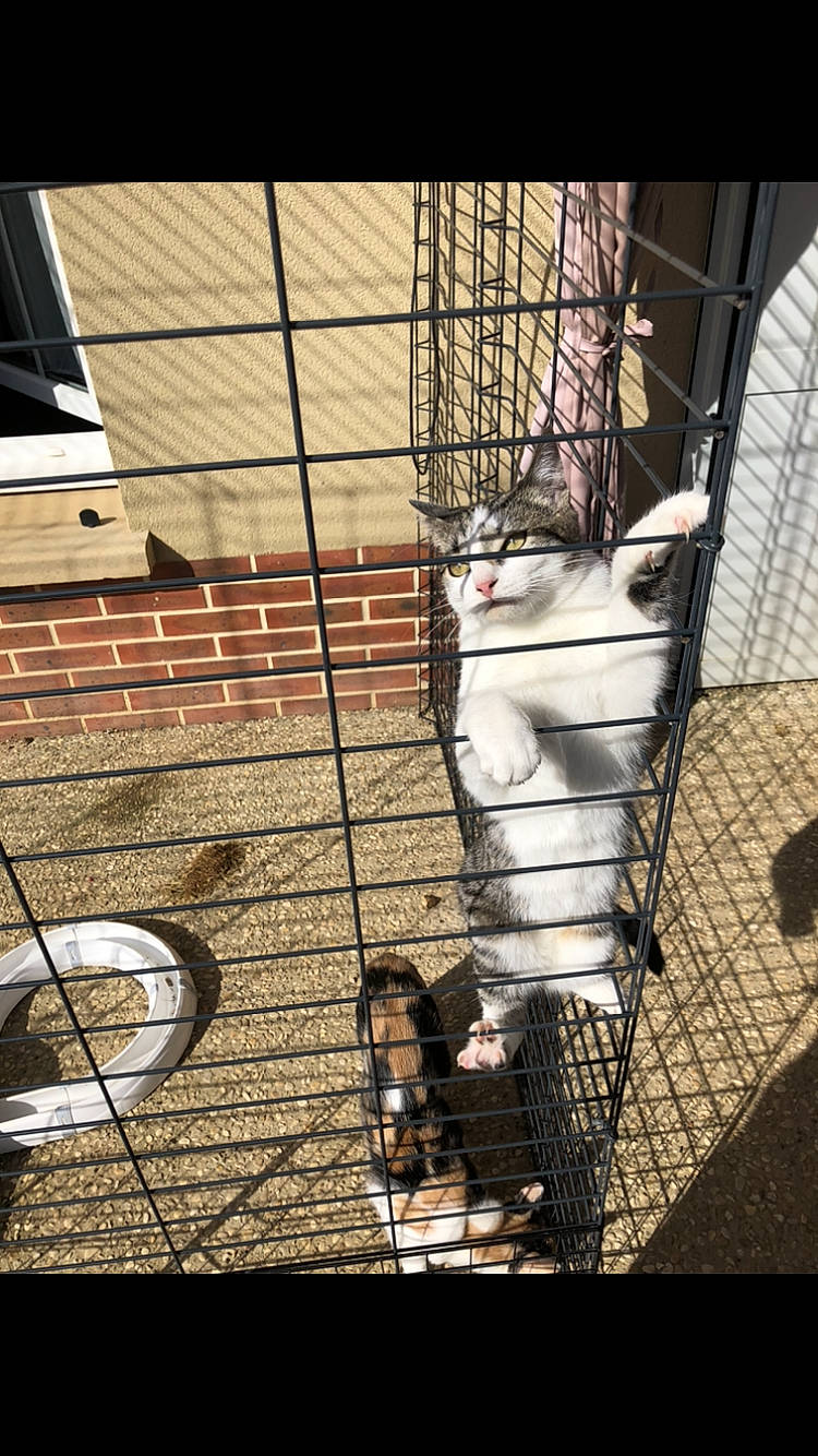 Salva a rejoint le concours — aidez-le/la à gagner de superbes lots ! animal_shelter, cage, carnivore, cat, domestic_short_haired_cat, felidae, flooring, fur, mesh, metal, pet_supply, shadow, small_to_medium_sized_cats, snout, tail, whiskers, window, wood