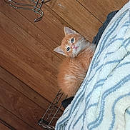 Cheetoh is registered to the contest to win money with this photo: cat, kitten, orange_tabby, fluffy, animal, pet, blue_eyes, whiskers, ears, fur, cute, curious, peeking, blanket, striped_blanket, wooden_floor, indoor, metal_rack, portrait, closeup