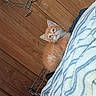 cat, kitten, orange_tabby, fluffy, animal, pet, blue_eyes, whiskers, ears, fur, cute, curious, peeking, blanket, striped_blanket, wooden_floor, indoor, metal_rack, portrait, closeup