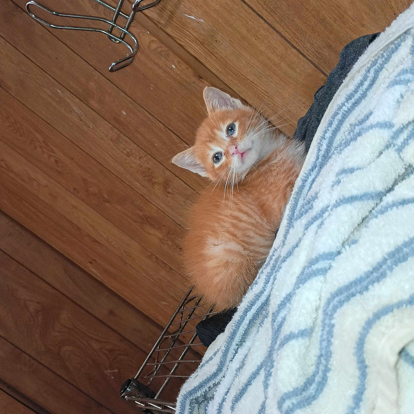 Cheetoh is registered to the contest to win money with this photo: cat, kitten, orange_tabby, fluffy, animal, pet, blue_eyes, whiskers, ears, fur, cute, curious, peeking, blanket, striped_blanket, wooden_floor, indoor, metal_rack, portrait, closeup