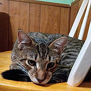 Gadget joined the competition — help win amazing prizes! cat, tabby_cat, animal, pet, feline, lying_down, close_up, portrait, whiskers, ears, green_eyes, striped_fur, gray_fur, black_paw, wooden_table, indoor, wood_paneling, white_ladder, resting, cute